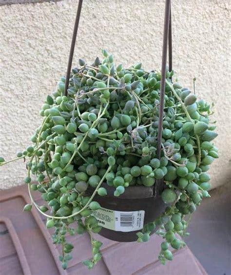 14 Cacti And Succulents That Hang Or Trail With Pictures Succulent