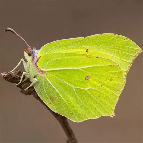 The Brimstone Butterfly — Great English Outdoors
