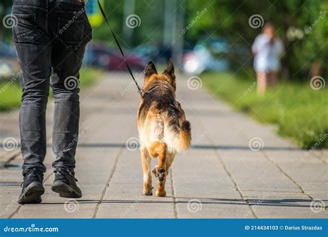German Shepherd Dog Back View Stock Image Image Of Walking Street