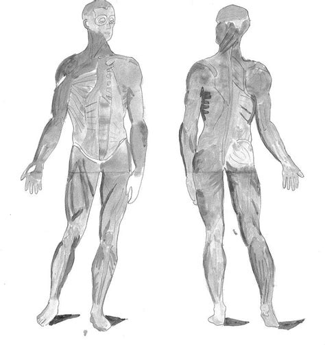 The landmarks are used to find forms and to measure proportion. File:Sketch muscle front and back.jpg - Wikimedia Commons