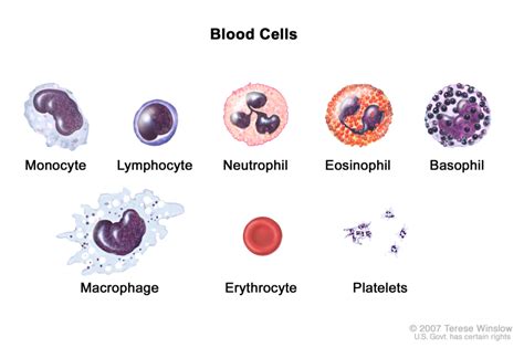Macrophages National Library Of Medicine Pubmed Health