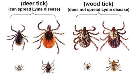 Lyme Disease Riddled Ticks Invading Muskoka