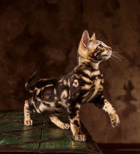 Bengal Cat Names 200 Ideas For Naming Your Male Or