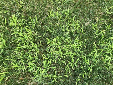 Crabgrass Id And Prevention Ecoturf Of Northern Colorado