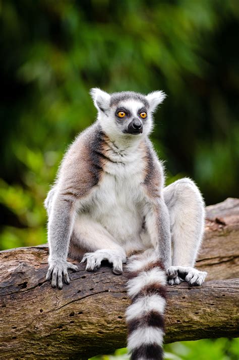 All Sizes Ring Tailed Lemur Flickr Photo Sharing Jungle Animals