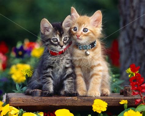 50 Cute And Beautiful Cats And Dogs Hd Wallpapers And