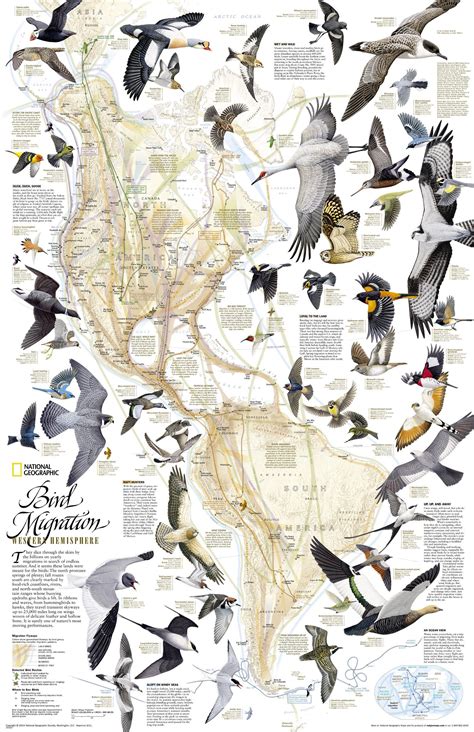 Bird Migratory Patterns Bird Migration Bird Migration Map National