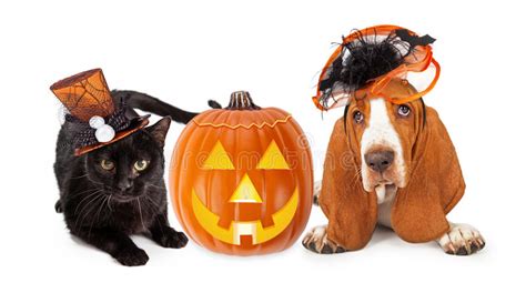 Halloween Cat And Dog In Funny Hats Stock Photo Image Of