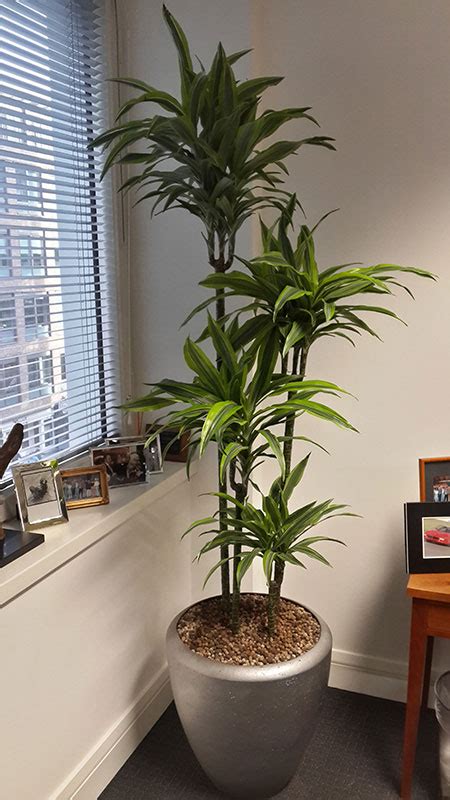 Plants For The Office Indoor Office Plants London Desk Plants