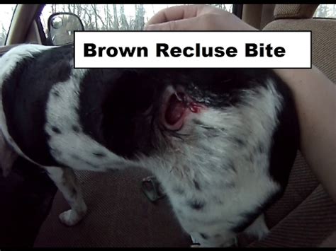 I lost my period for four months. Brown Recluse Bite on my Dog - YouTube