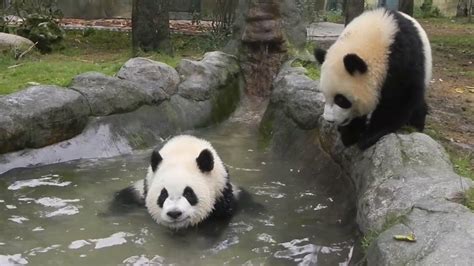 Cute Panda Splashes In A Pool Youtube