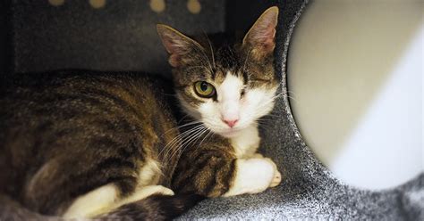 Jessica counsels both birth parents and adoptive parents in nc adoption. Charlotte | ASPCA