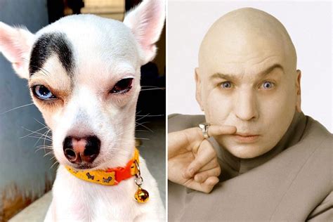 ‘dr Evil Dog With ‘raised Eyebrow Like The Austin Powers Villain Goes