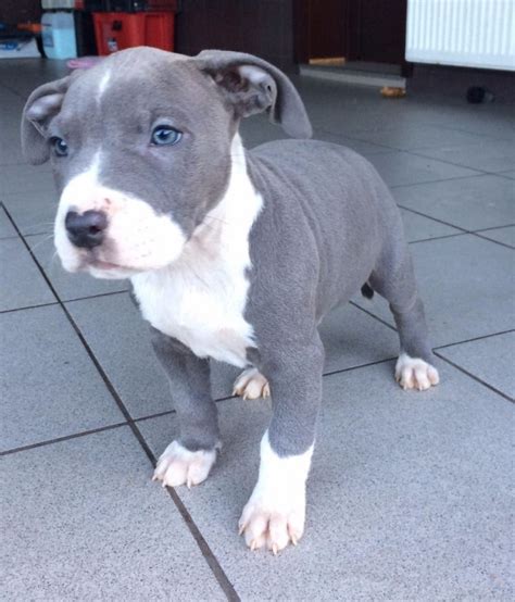 Pitbull Blueline Welpen 12 Wochen Alt · Pit Bull