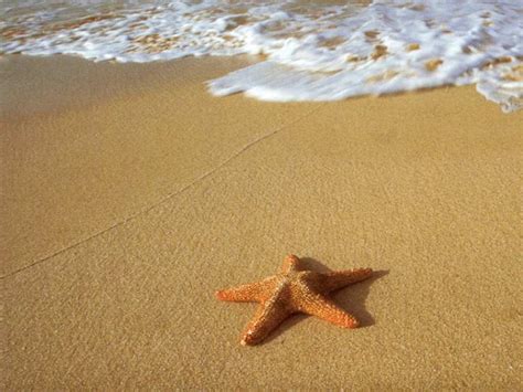 Interesting Facts About Starfish And Pictures Animal Wildlife