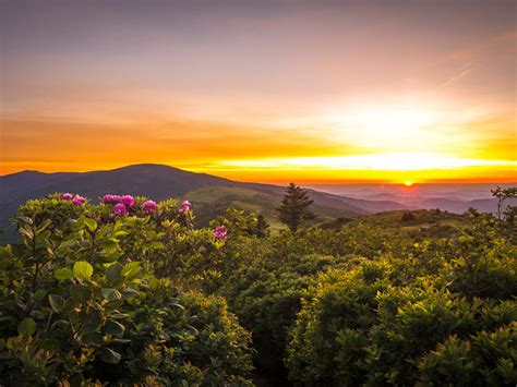 Sunset Rhododenrons Blooming View From Roan Mountain To Grassy Ridge
