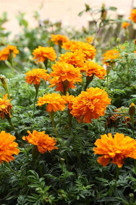 The Best Annual Flowers You Need To Plant In Your Yard In