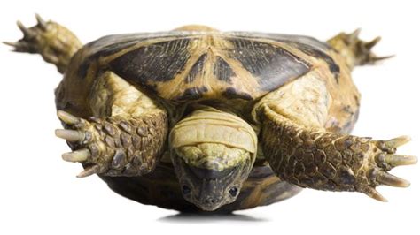 Bbc Earth The Upside Down Tortoise Enigma