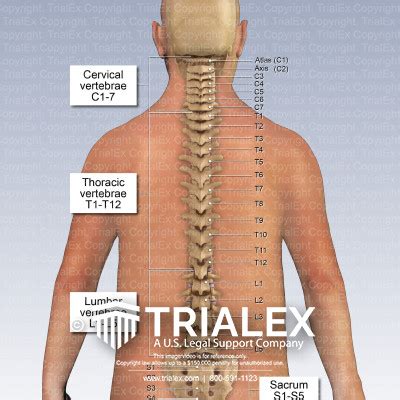 Anatomy Of The Posterior Vertebral Column TrialExhibits Inc