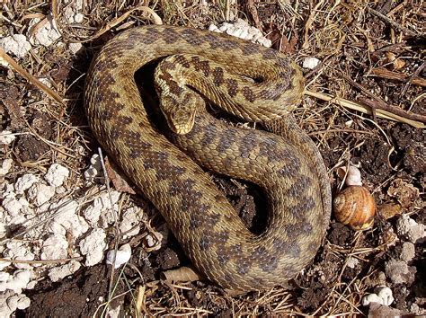 Common European Adder Photograph By Natural History Museum London