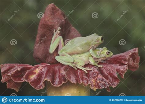 Two Dumpy Tree Frogs Are Resting Stock Image Image Of Frogs Closeup