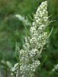 Photographs of Artemisia Vulgaris, UK Wildflowers; Dense inflorescence