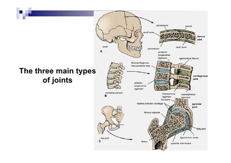 The first type just wants to bang you. Cartilage & joints