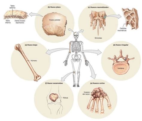 Tipos De Huesos Anatomia Del Hueso Libros De Anatomia Huesos Anatomia
