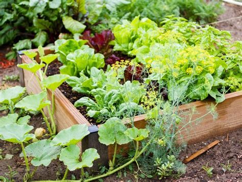 Small Vegetable Garden Ideas And Tips Garden Design
