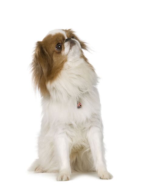 The Red And White Coloration Of The Japanese Chin Is Called The Sable