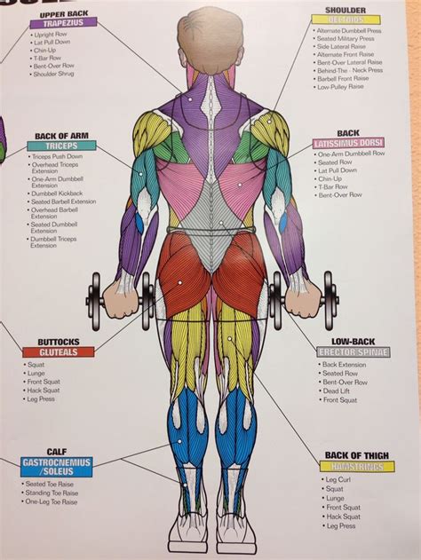 Exercise And Muscle Guide Masculine Anatomy Chart Digital Download Wall
