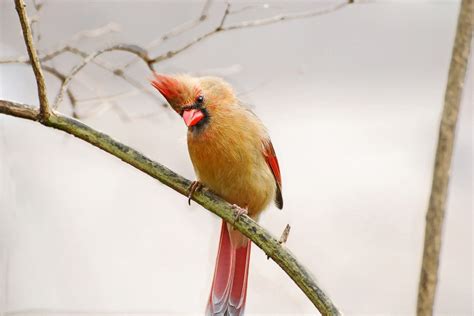 Free Image On Pixabay Bird Female Cardinal Nature Bird Photo