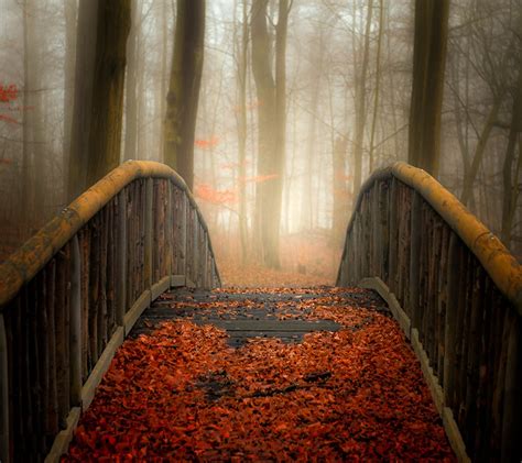 Wallpaper Sunlight Forest Leaves Nature Red Wood Morning