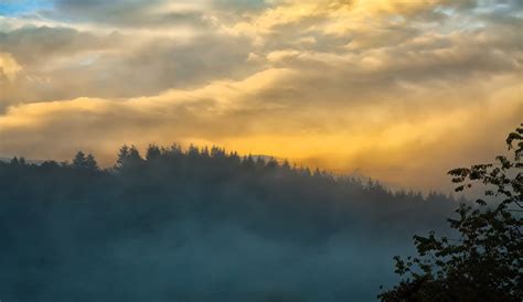 Foggy Pine Tree Coated Mountain During Sunset Free Image