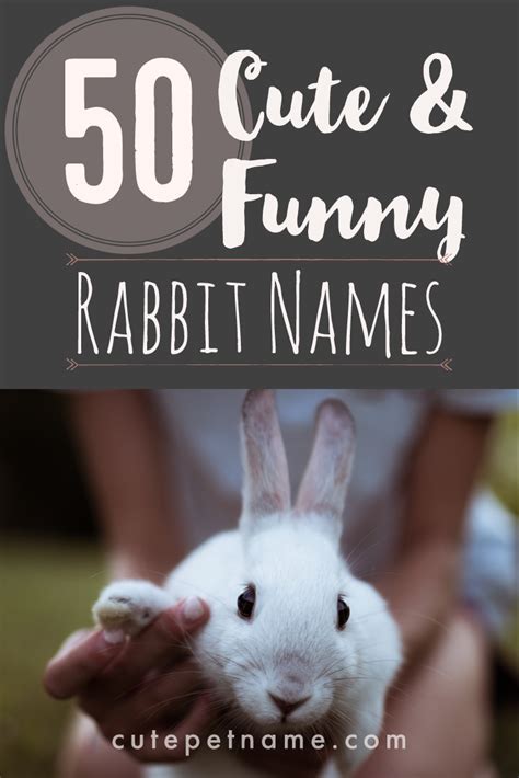 50 Cool And Funny Rabbit Names And Pet Naming Guide Cute Pet Name