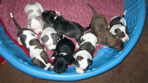 Tri Color Pitbull Puppies For Sale Pitbull Puppies