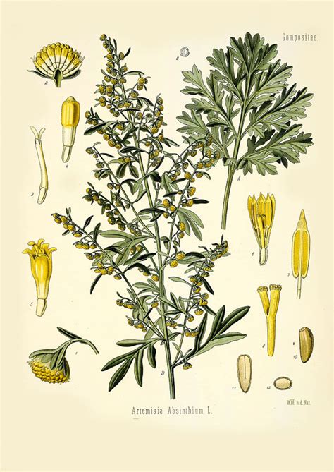 Vintage Botanical Print Artemisia Vintage Print Medicinal Etsy