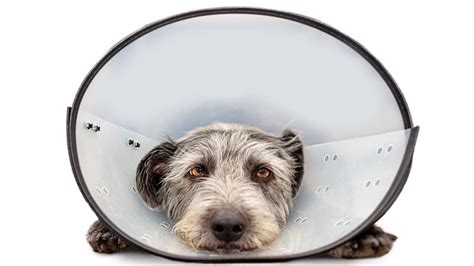 The 7 Best Cone Alternatives For Dogs From Soft Collars To Recovery Suits