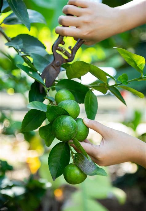 Tips For Growing Citrus Trees In Pots Citrus Trees Citrus Plant