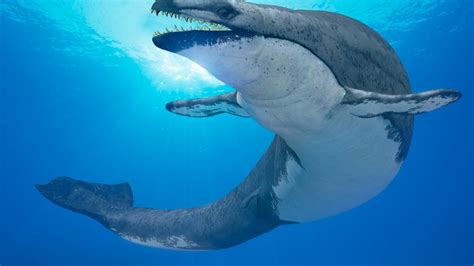 Prehistoric Whales Know All About This Incredible Cetacean