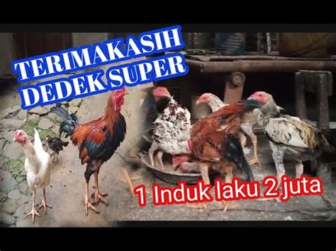 Cara Ternak Ayam Kampung Yaitu Dikasih Makan DEDEK YouTube