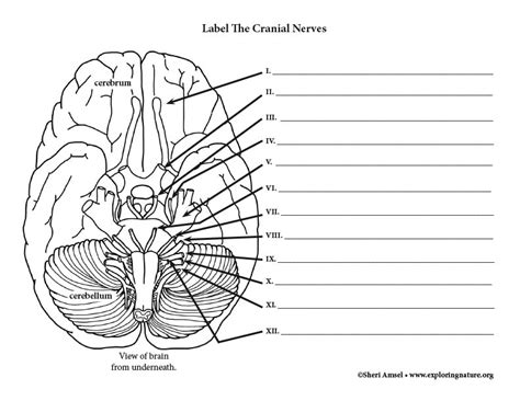 Https://tommynaija.com/worksheet/cranial Nerve Labeling Worksheet