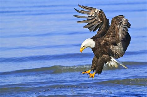 Each month we recycle over 2.3 million books, saving over 12,500 tonnes of books a year from going straight into landfill sites. Birds Of Prey Fishing Bald Eagle | Photo, Information
