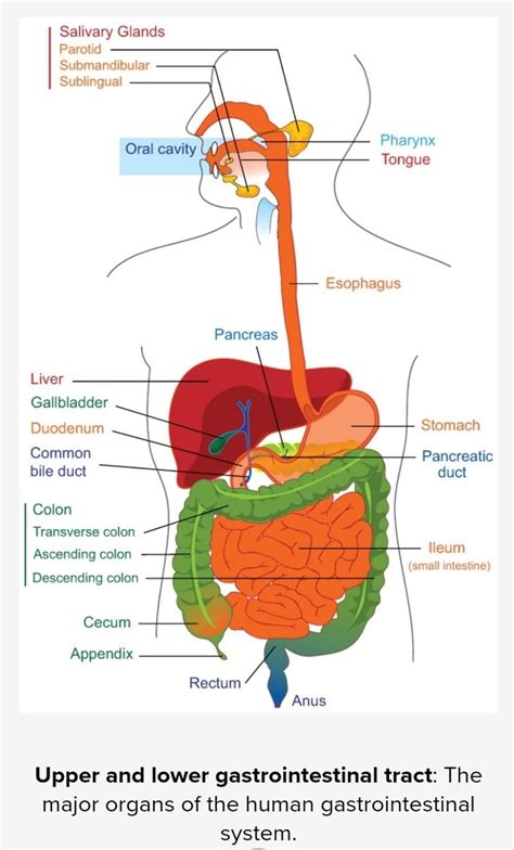 The Digestive System The Digestive System Annahof Laabat