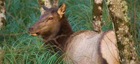 Wisconsin Alters Approach To Future Elk Hunts Rocky