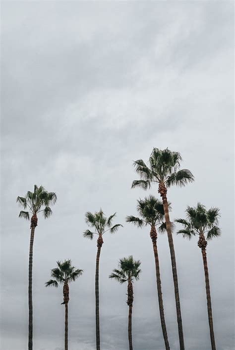Palms Trees Sky Tropics Hd Phone Wallpaper Peakpx