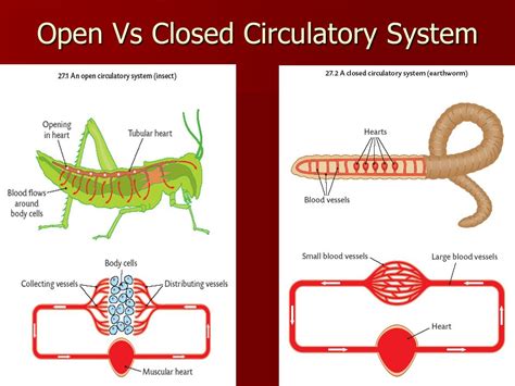 Types Of Heart And Circulatory System Class Twelve Biology