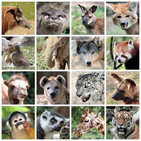 Animal Mammals Collage Stock Image Image Of Chinese 33268727