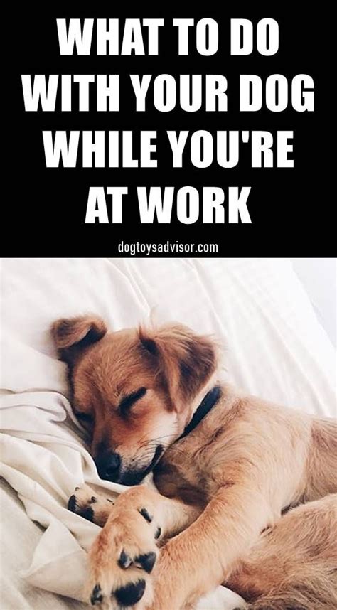8 Tips To Keep Your Dog Busy While Youre At Work Dog Boredom Buster