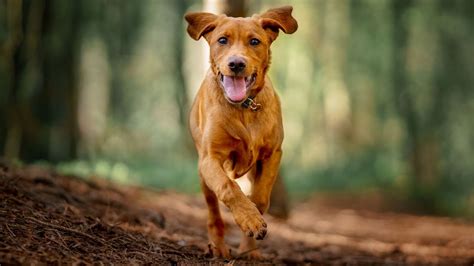 Train 3 Tips To Transform Your Dogs Recall Trendradars